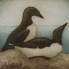 two_murres