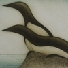 murres2