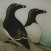 razorbills